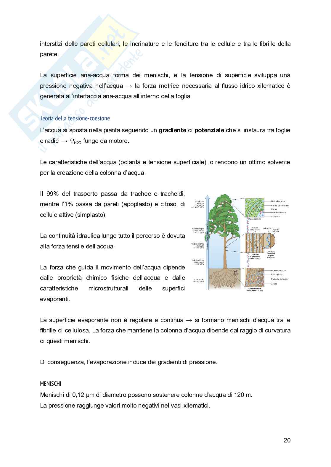 Appunti di Fisiologia vegetale Pag. 21