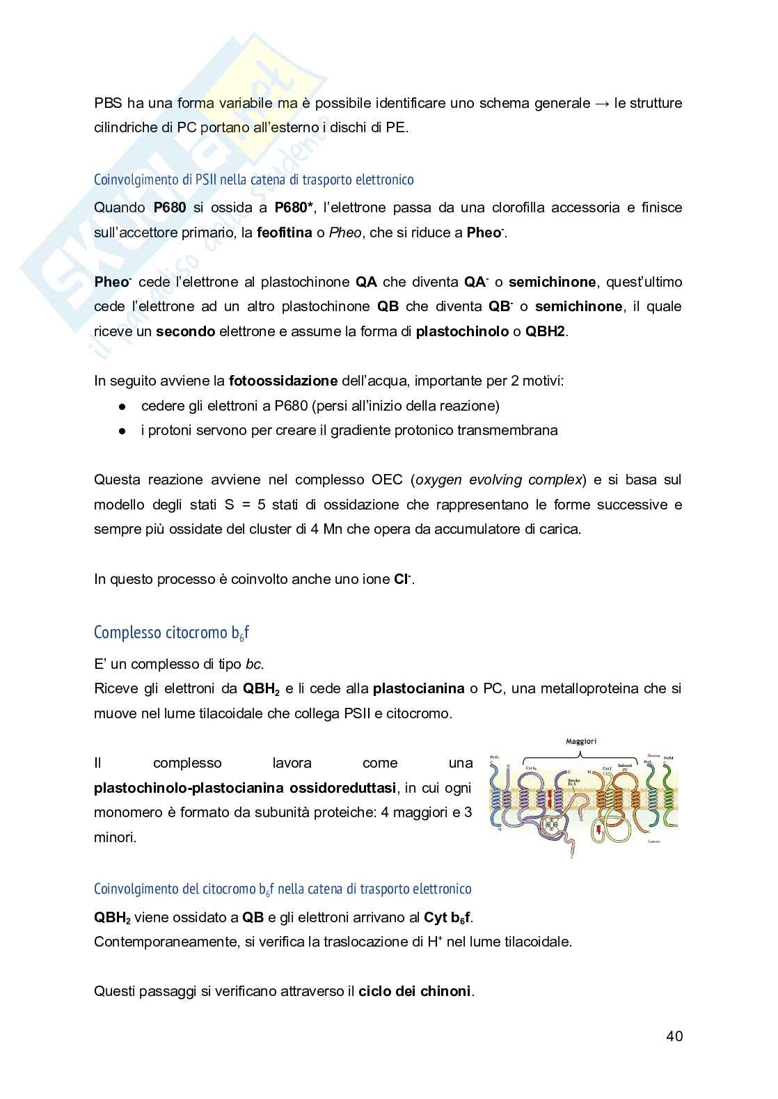 Appunti di Fisiologia vegetale Pag. 41