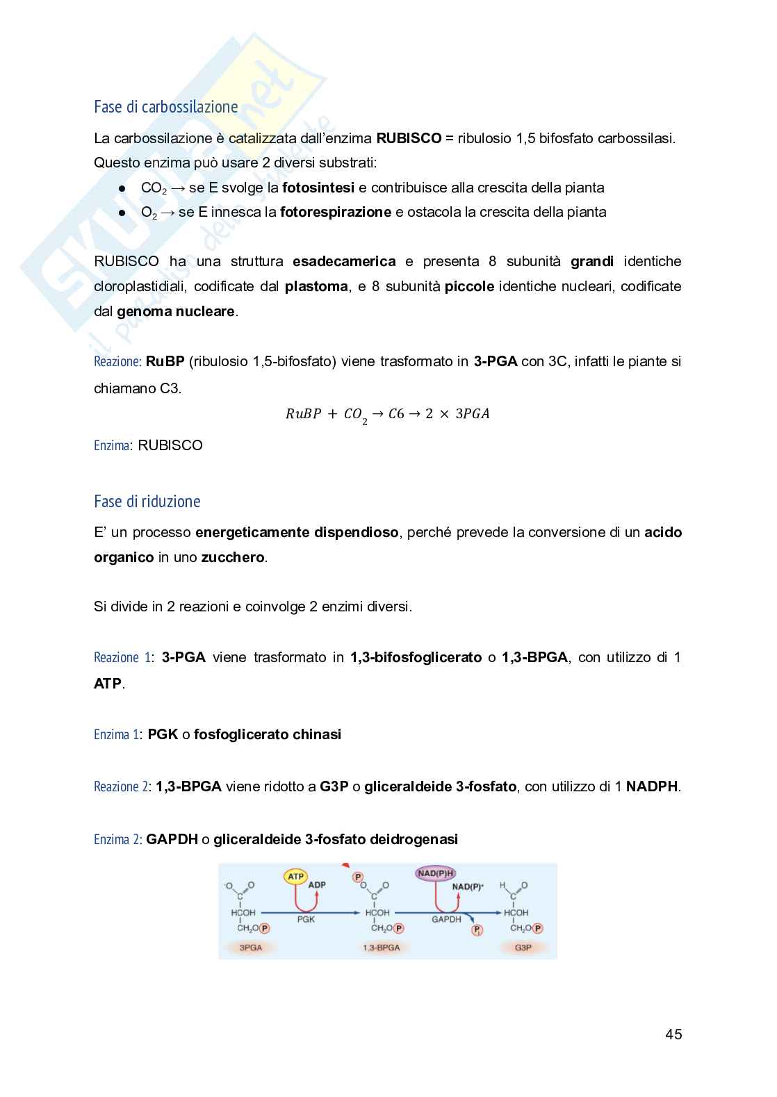 Appunti di Fisiologia vegetale Pag. 46