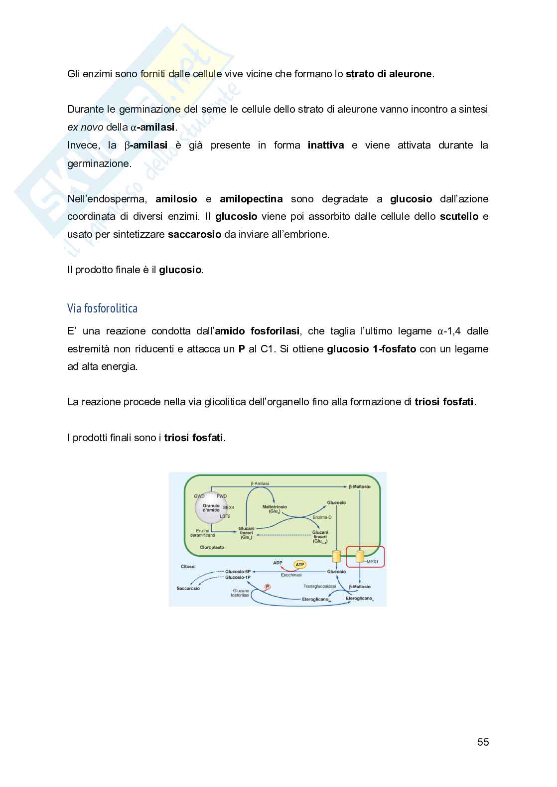 Appunti di Fisiologia vegetale Pag. 56