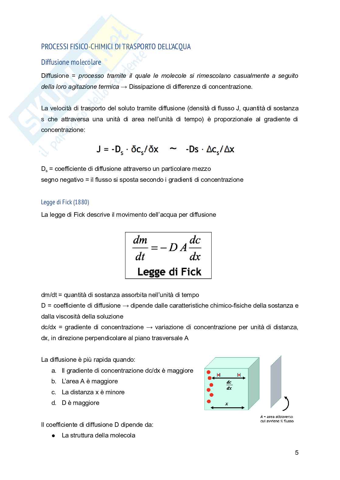 Appunti di Fisiologia vegetale Pag. 6