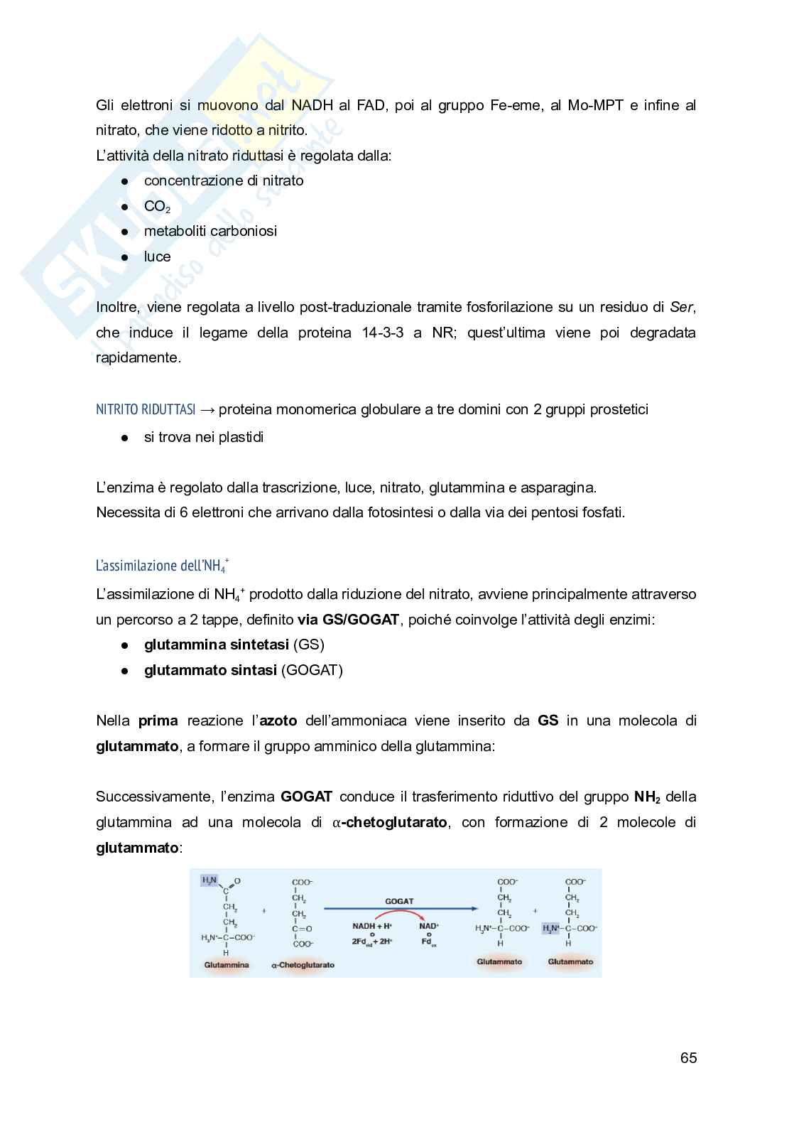 Appunti di Fisiologia vegetale Pag. 66