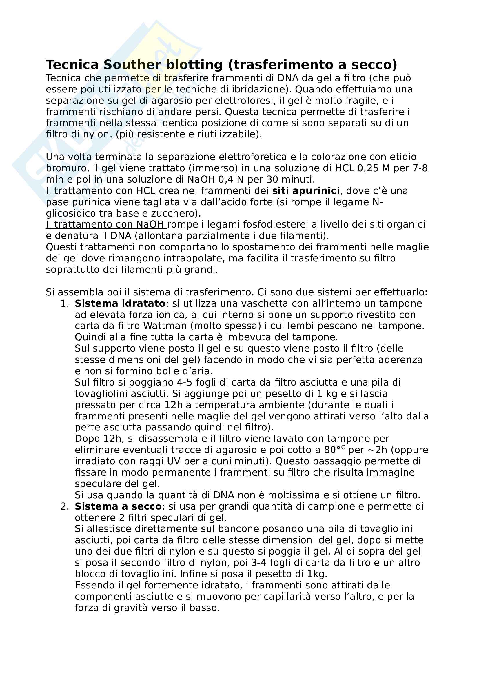Appunti biologia molecolare - Tecnica Souther blotting - trasferimento a secco - Ibridazione su filtro Pag. 1