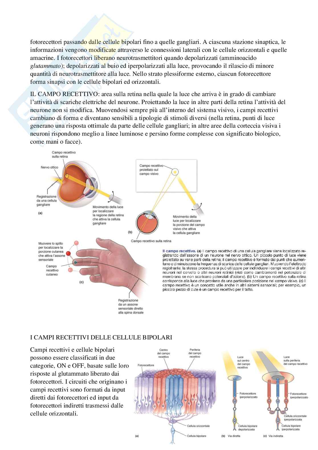 Riassunto esame Psicobiologia 1, Prof. Berchicci Marika, libro consigliato Neuroscienze. Esplorando il cervello (nel mio file sono presenti solo i capitoli 9-10-12), Bear, Connors, Paradiso Pag. 11