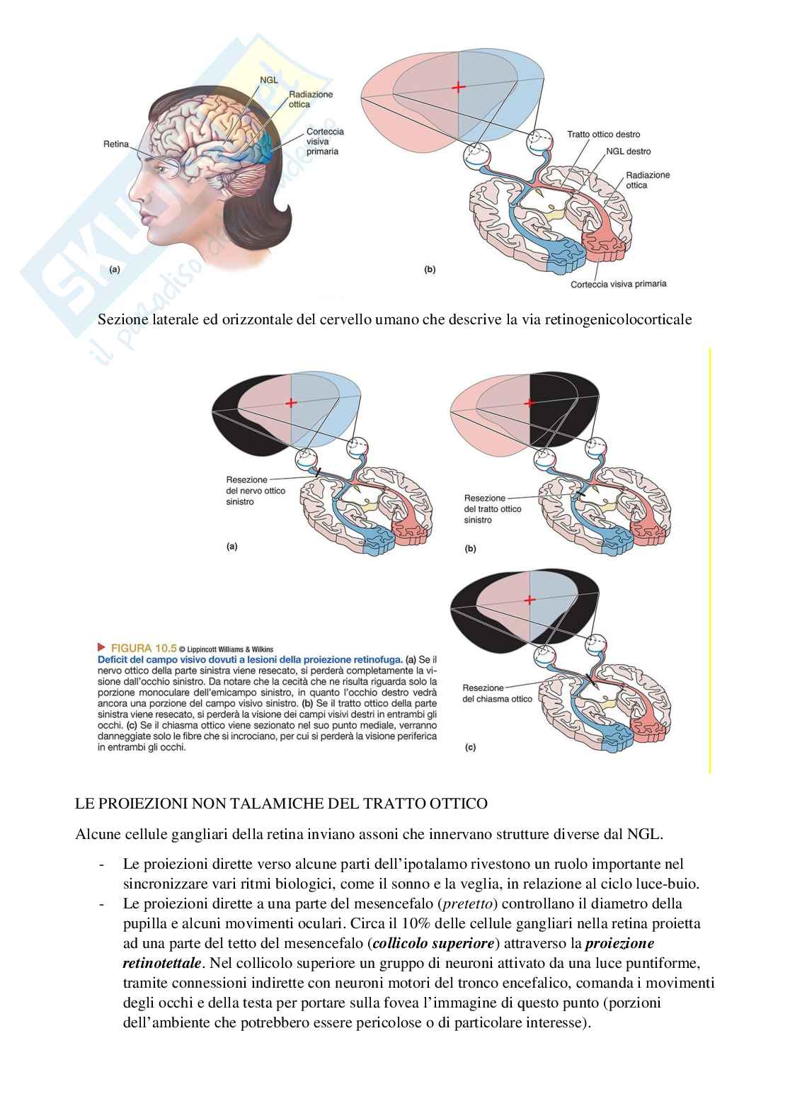 Riassunto esame Psicobiologia 1, Prof. Berchicci Marika, libro consigliato Neuroscienze. Esplorando il cervello (nel mio file sono presenti solo i capitoli 9-10-12), Bear, Connors, Paradiso Pag. 16
