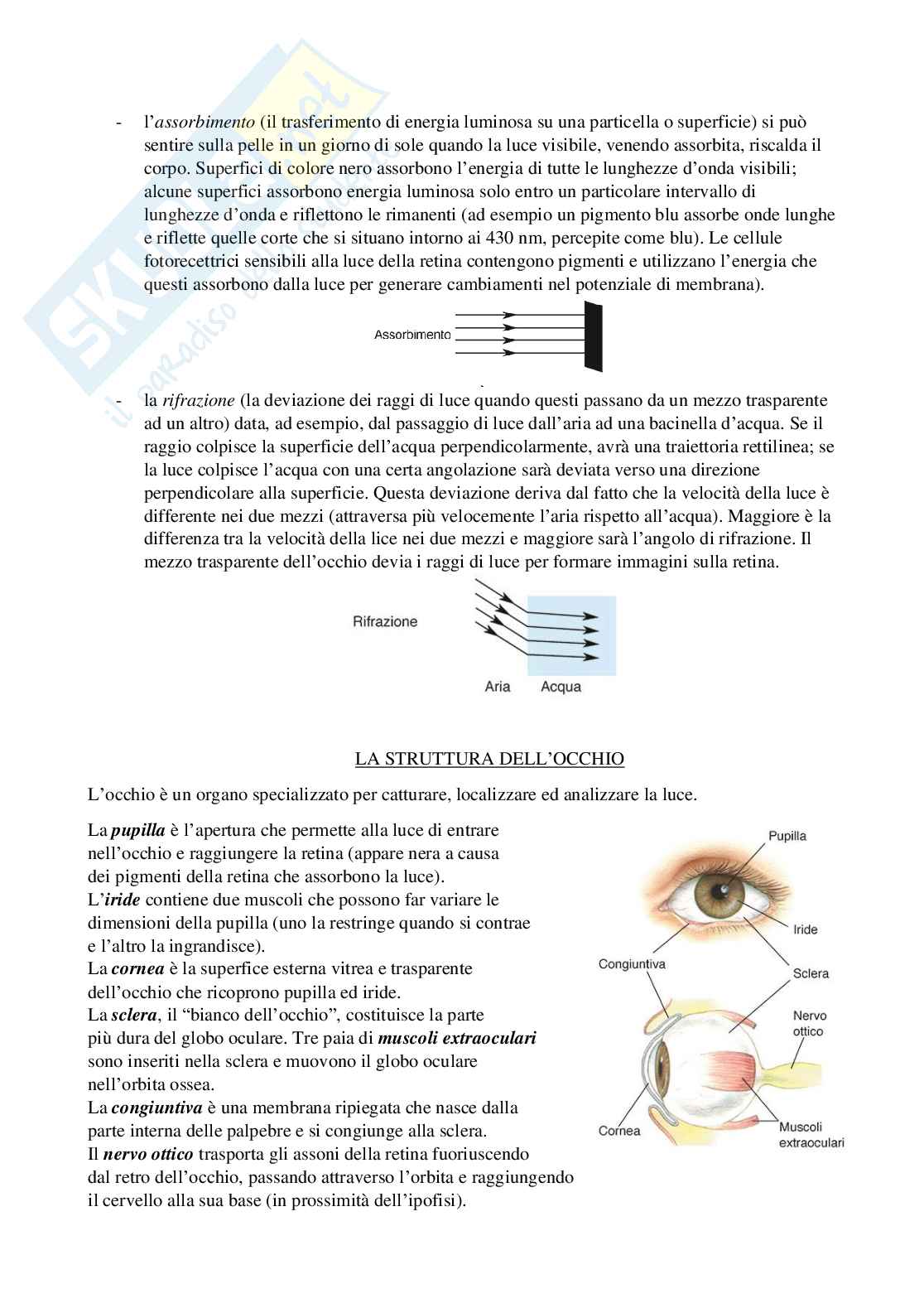 Riassunto esame Psicobiologia 1, Prof. Berchicci Marika, libro consigliato Neuroscienze. Esplorando il cervello (nel mio file sono presenti solo i capitoli 9-10-12), Bear, Connors, Paradiso Pag. 2