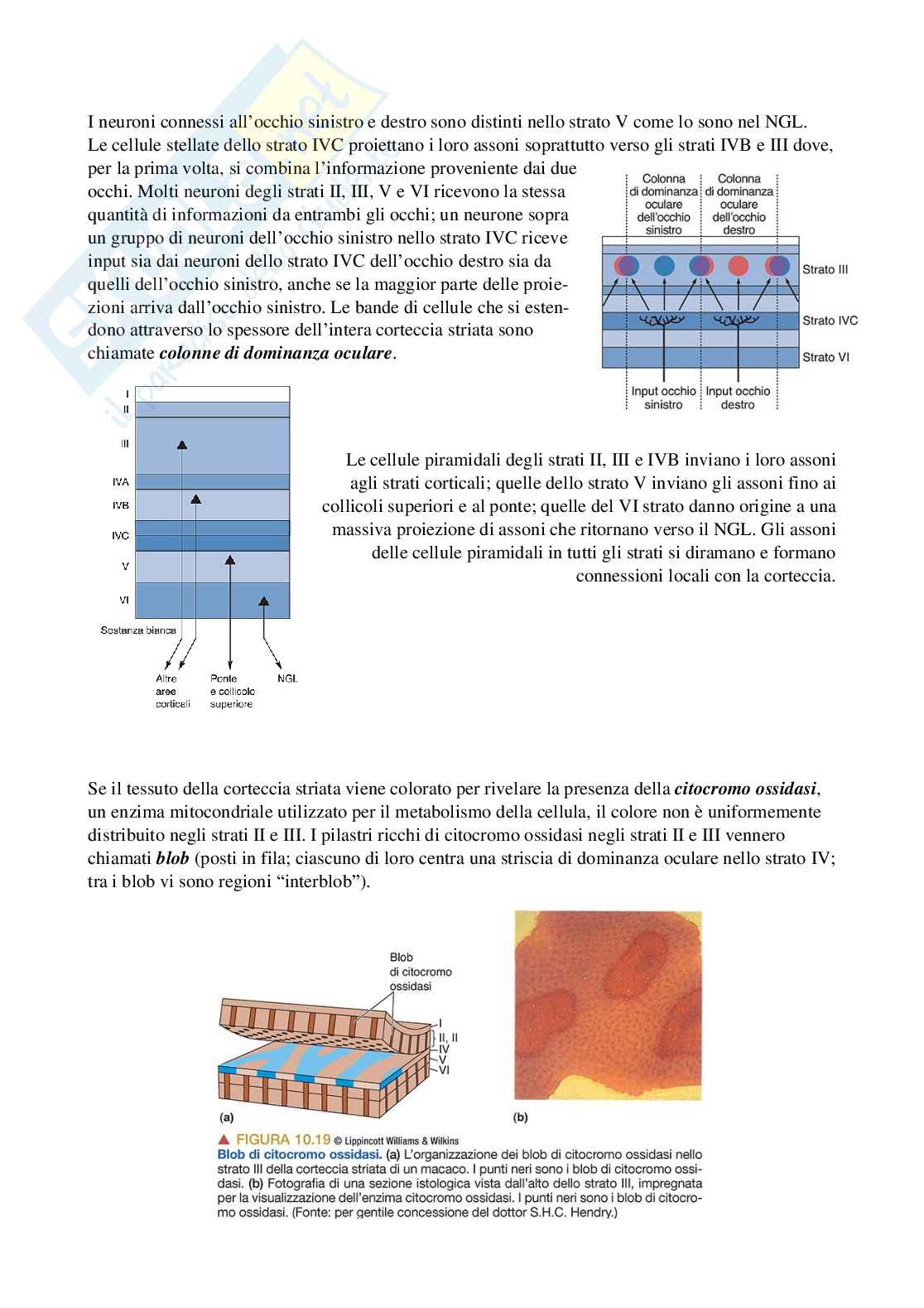 Riassunto esame Psicobiologia 1, Prof. Berchicci Marika, libro consigliato Neuroscienze. Esplorando il cervello (nel mio file sono presenti solo i capitoli 9-10-12), Bear, Connors, Paradiso Pag. 21