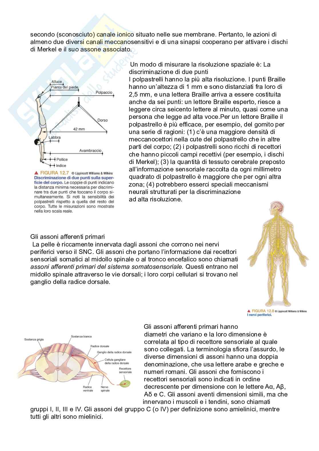 Riassunto esame Psicobiologia 1, Prof. Berchicci Marika, libro consigliato Neuroscienze. Esplorando il cervello (nel mio file sono presenti solo i capitoli 9-10-12), Bear, Connors, Paradiso Pag. 31