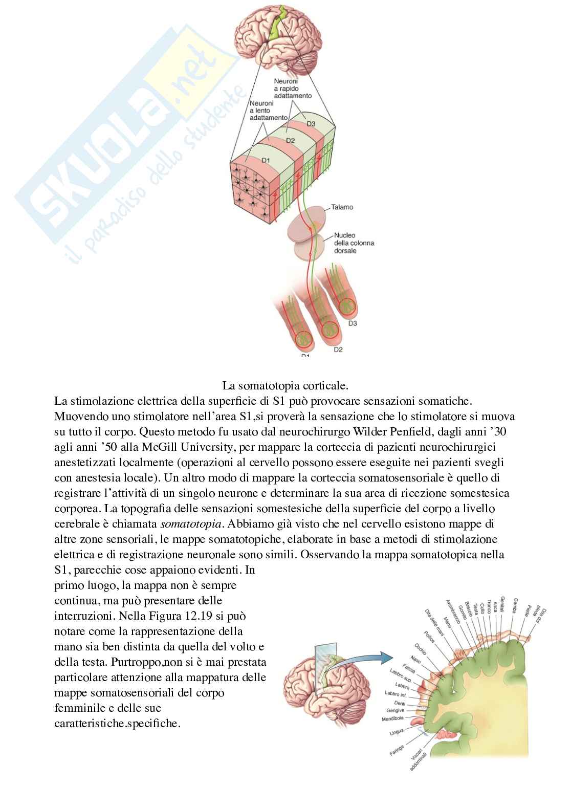 Riassunto esame Psicobiologia 1, Prof. Berchicci Marika, libro consigliato Neuroscienze. Esplorando il cervello (nel mio file sono presenti solo i capitoli 9-10-12), Bear, Connors, Paradiso Pag. 36