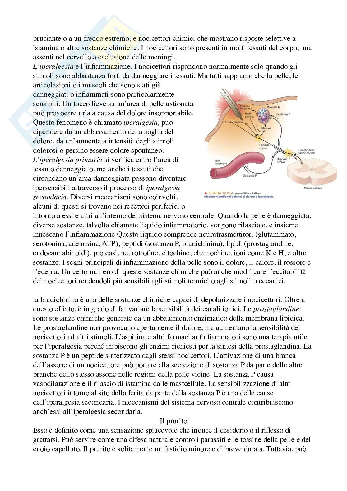 Riassunto esame Psicobiologia 1, Prof. Berchicci Marika, libro consigliato Neuroscienze. Esplorando il cervello (nel mio file sono presenti solo i capitoli 9-10-12), Bear, Connors, Paradiso Pag. 41