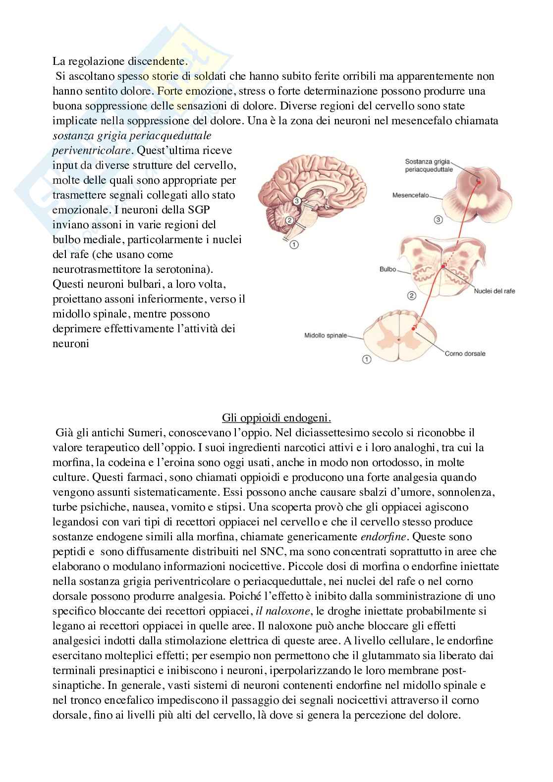 Riassunto esame Psicobiologia 1, Prof. Berchicci Marika, libro consigliato Neuroscienze. Esplorando il cervello (nel mio file sono presenti solo i capitoli 9-10-12), Bear, Connors, Paradiso Pag. 46