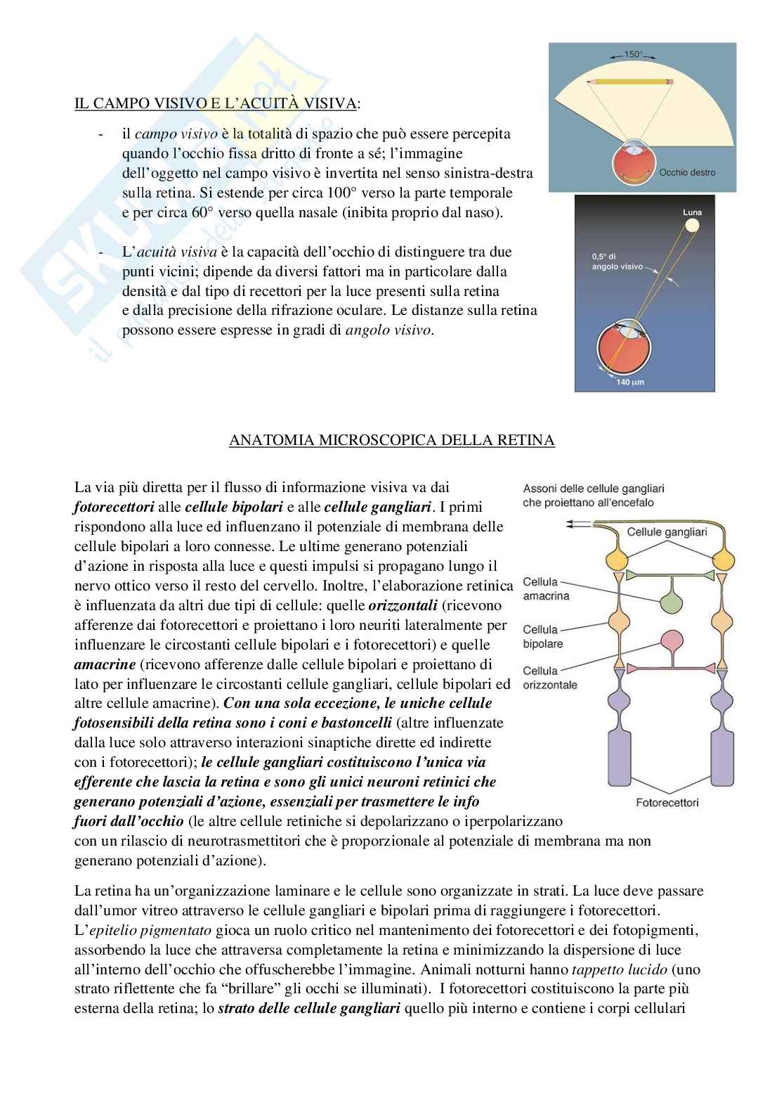Riassunto esame Psicobiologia 1, Prof. Berchicci Marika, libro consigliato Neuroscienze. Esplorando il cervello (nel mio file sono presenti solo i capitoli 9-10-12), Bear, Connors, Paradiso Pag. 6