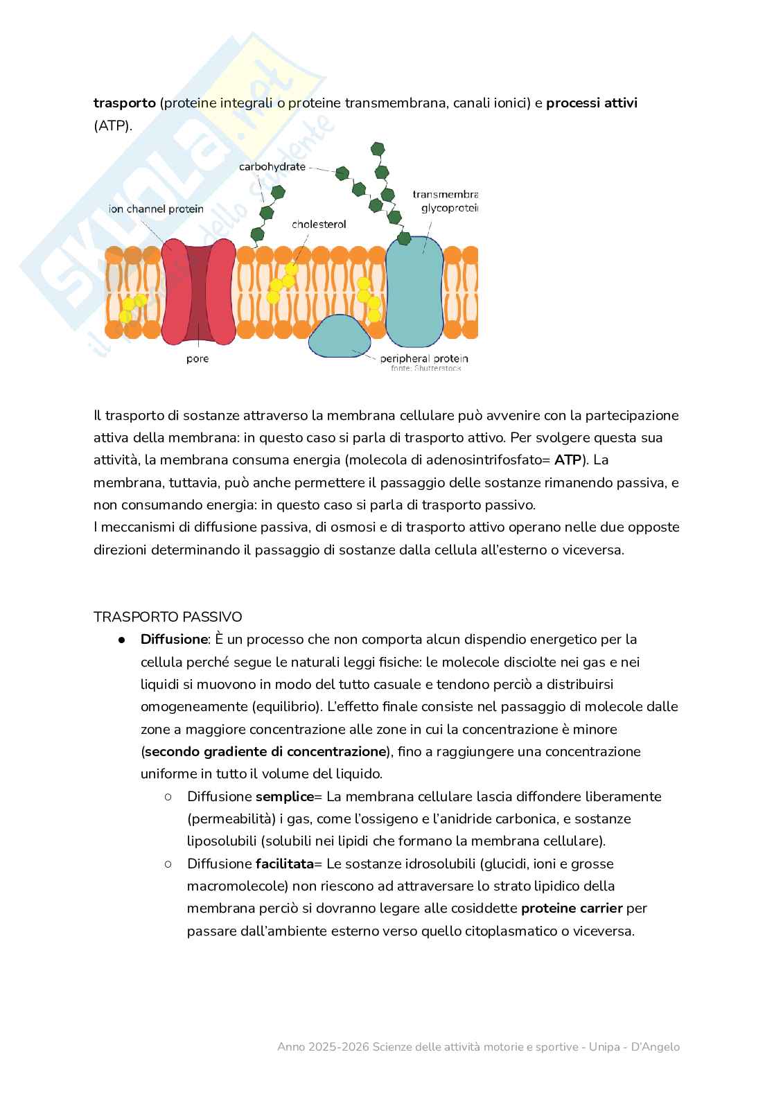 Cellula - l’unità elementare di tutti gli organismi viventi Pag. 2