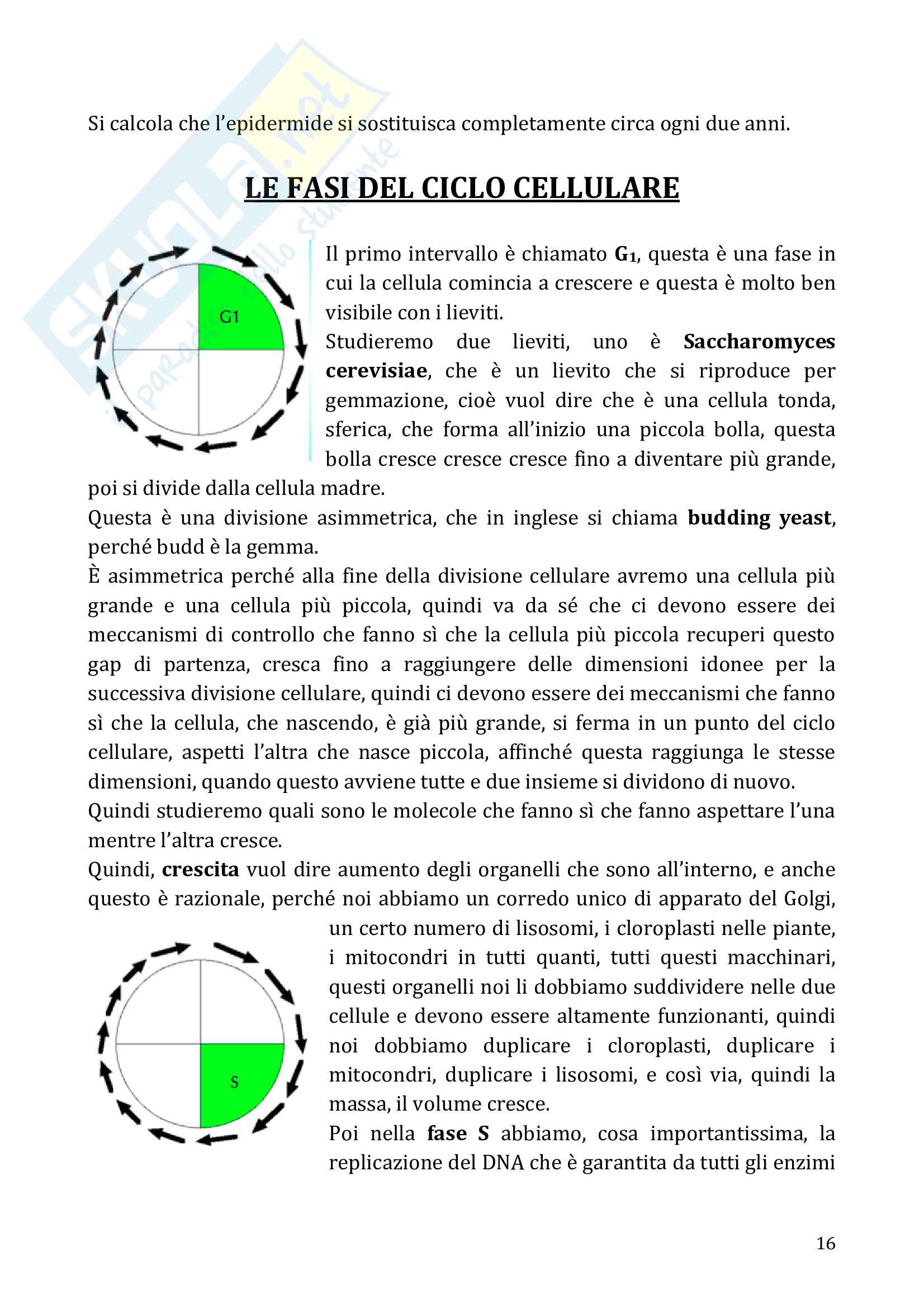 Biochimica cellulare Pag. 16