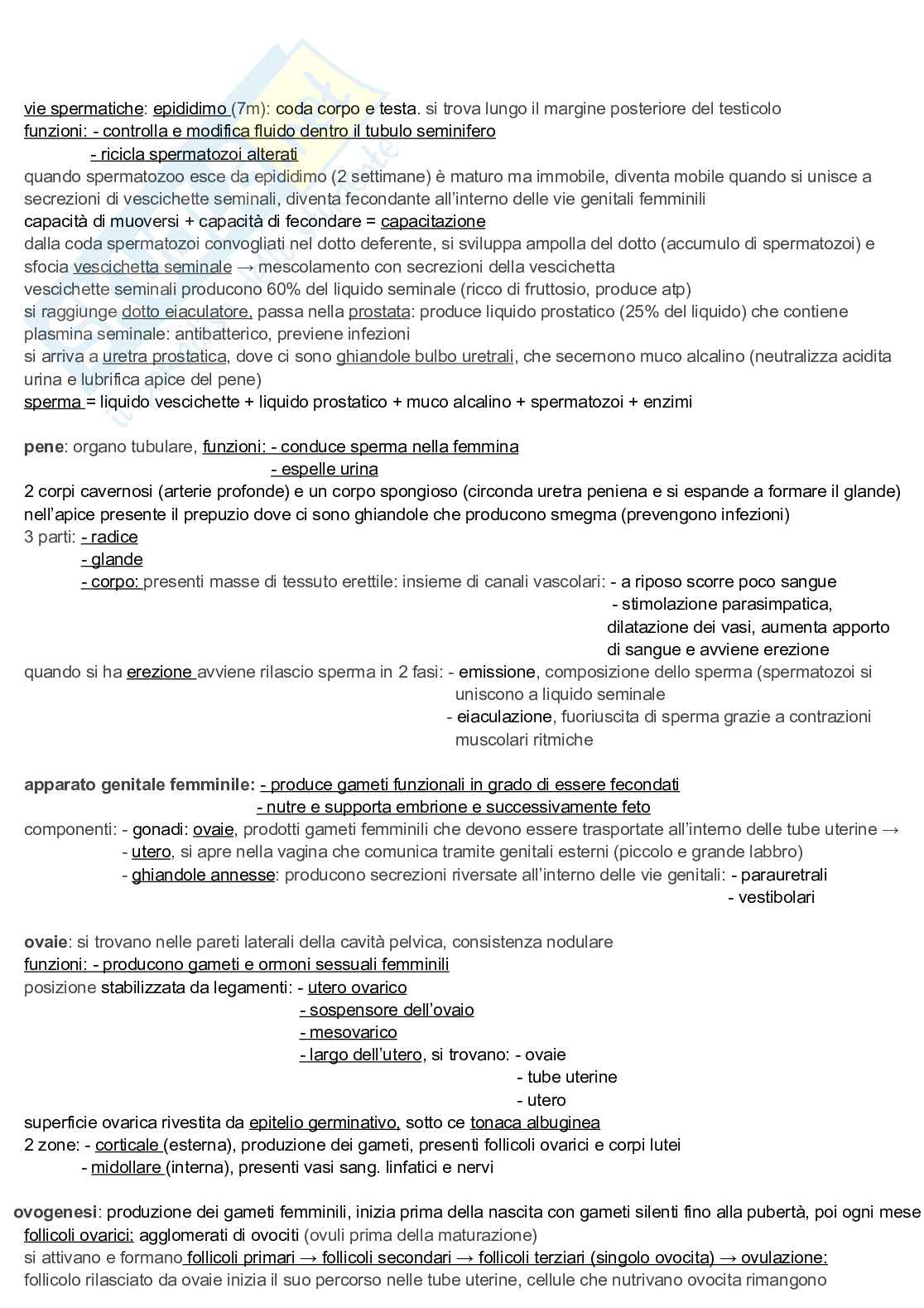 Appunti discorsivi e schematici di Anatomia A e B   Pag. 26