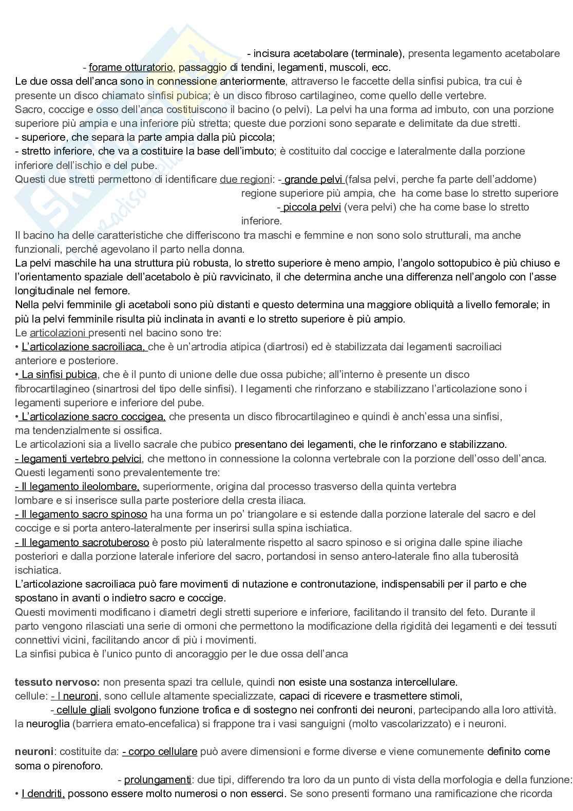 Appunti discorsivi e schematici di Anatomia A e B   Pag. 36