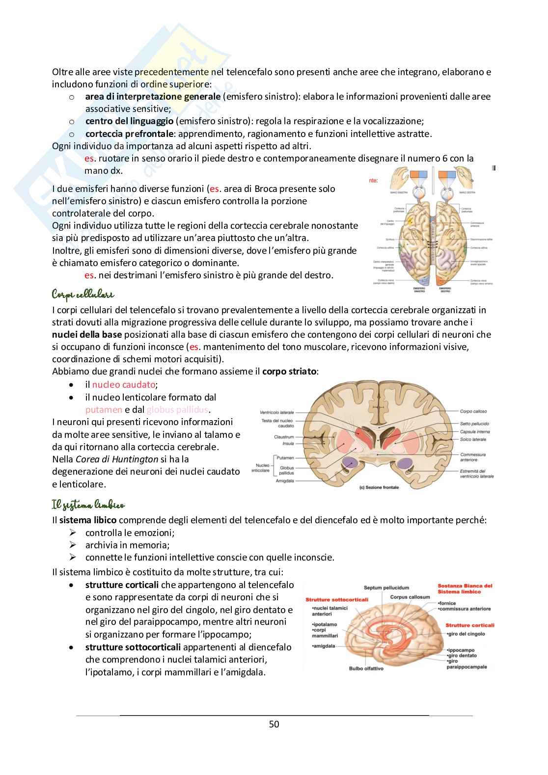 Anatomia, primo anno Pag. 51