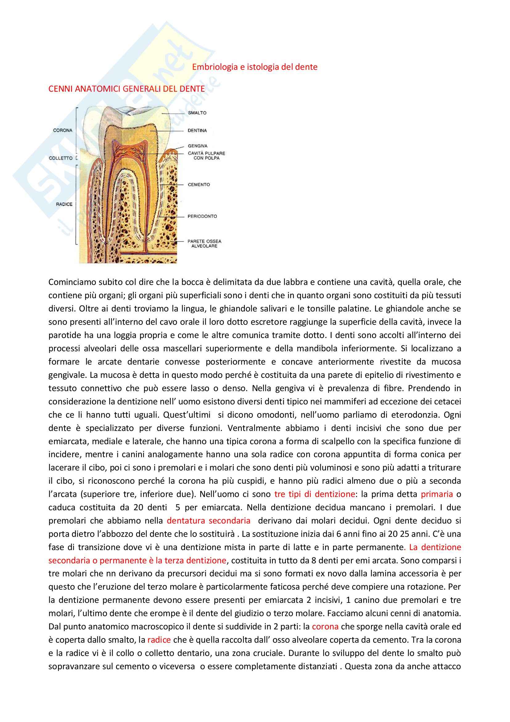 Citologia, embriologia e istologia - nascita, sviluppo e struttura del dente Pag. 1
