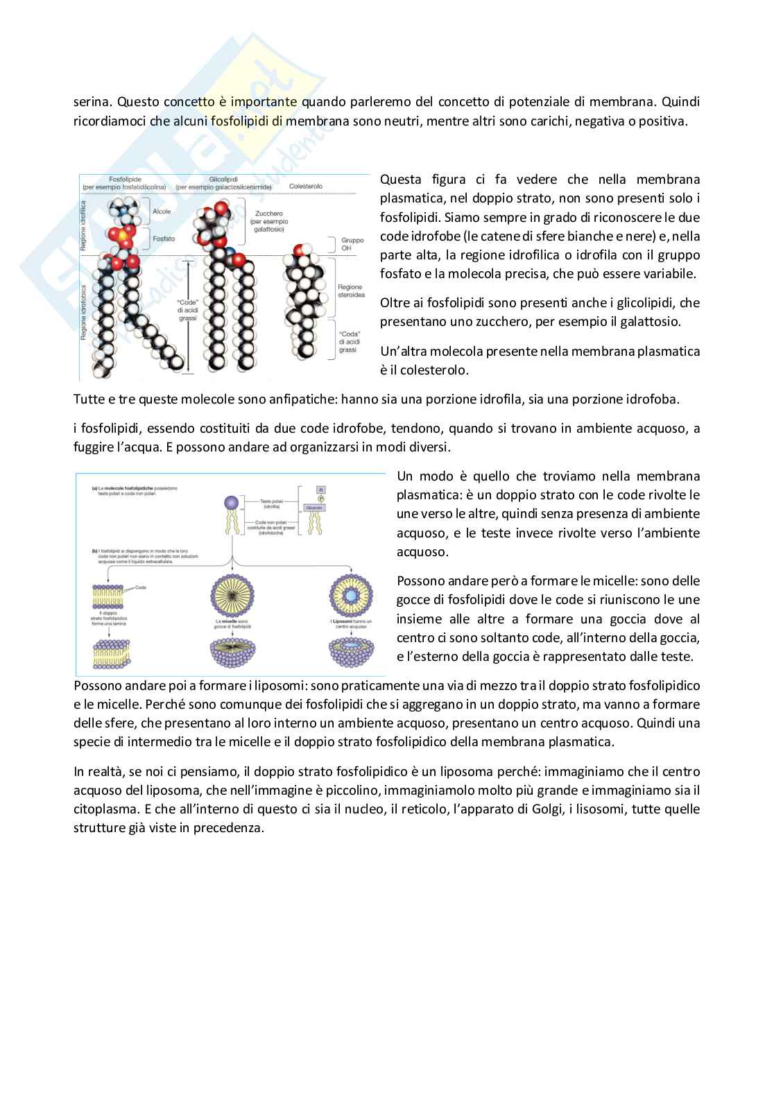 Fisiologia generale - Parte 1  Pag. 16