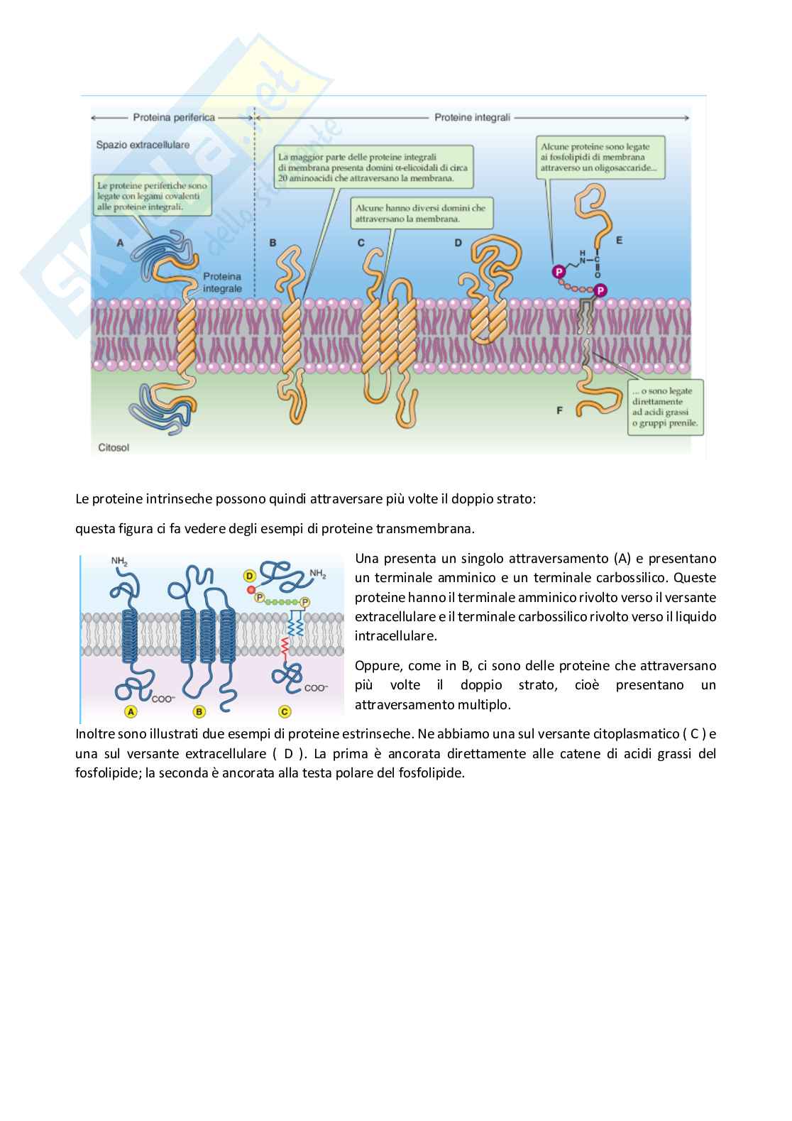 Fisiologia generale - Parte 1  Pag. 21