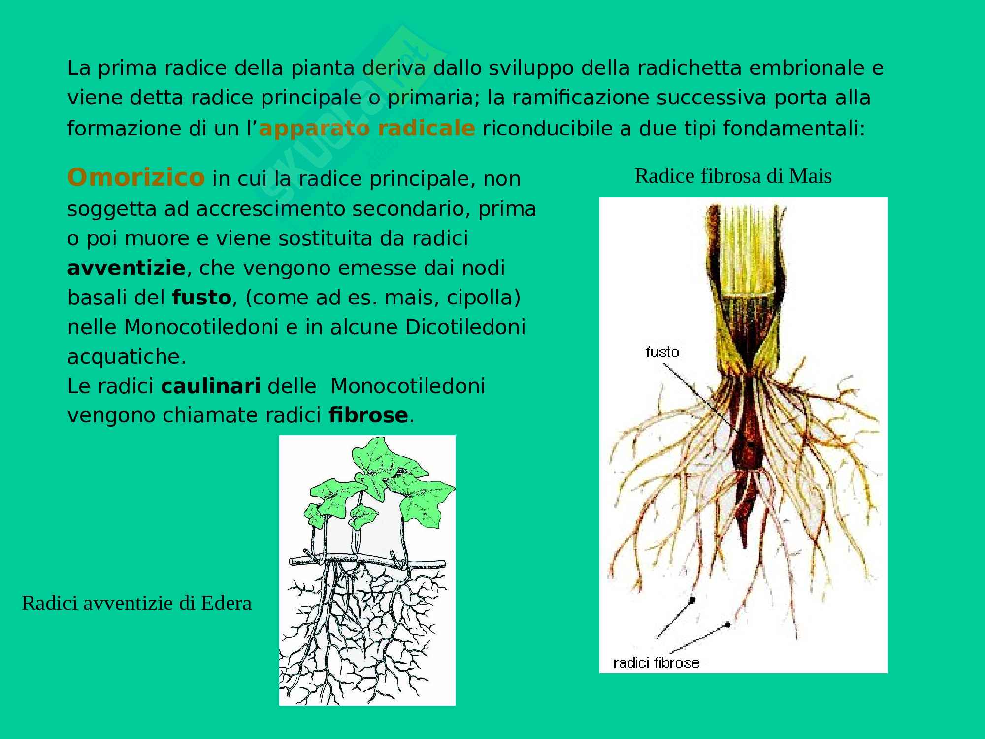 La radice, biologia struttura e funzione Pag. 2