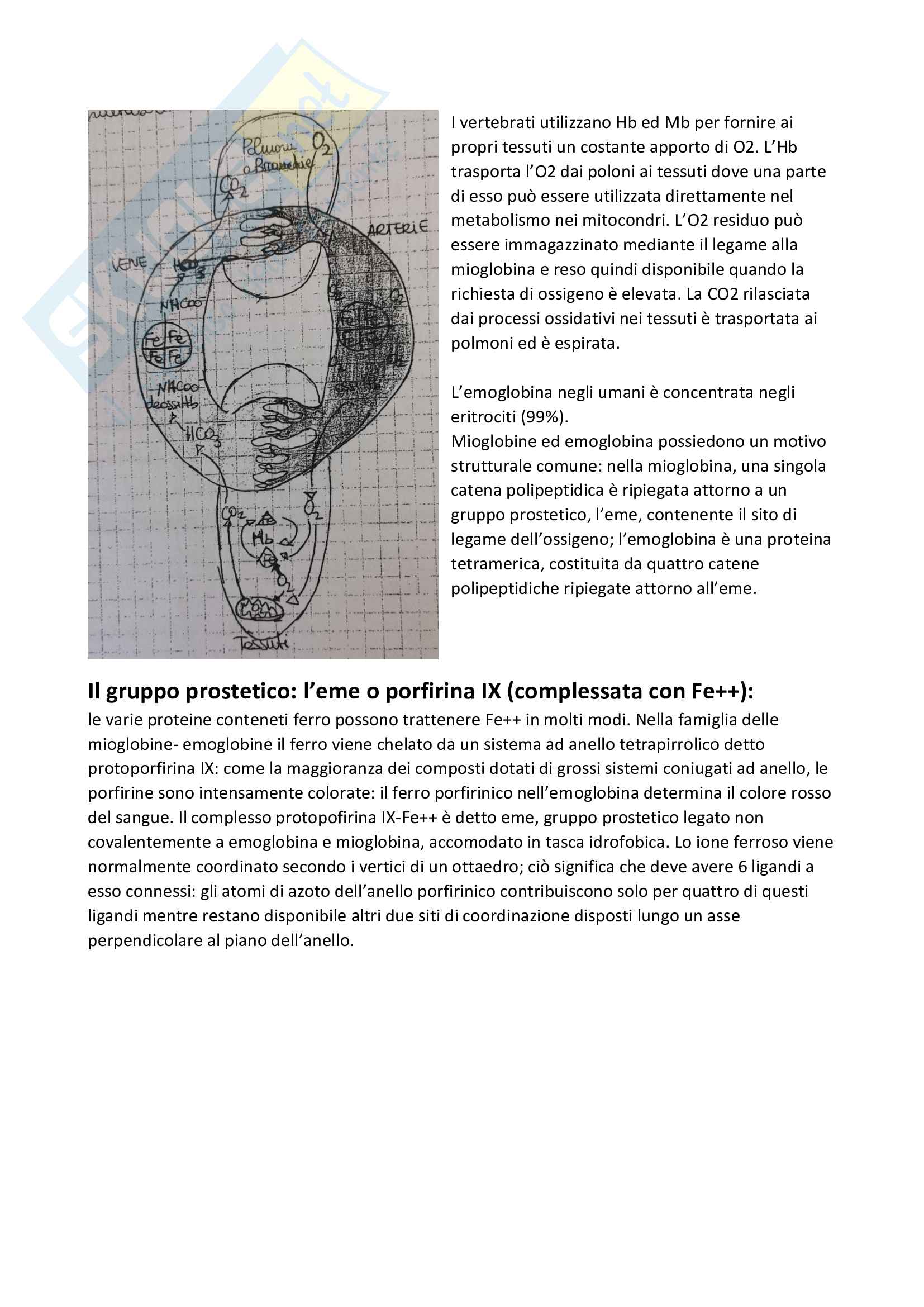 Biochimica - Riassunti completi Pag. 11