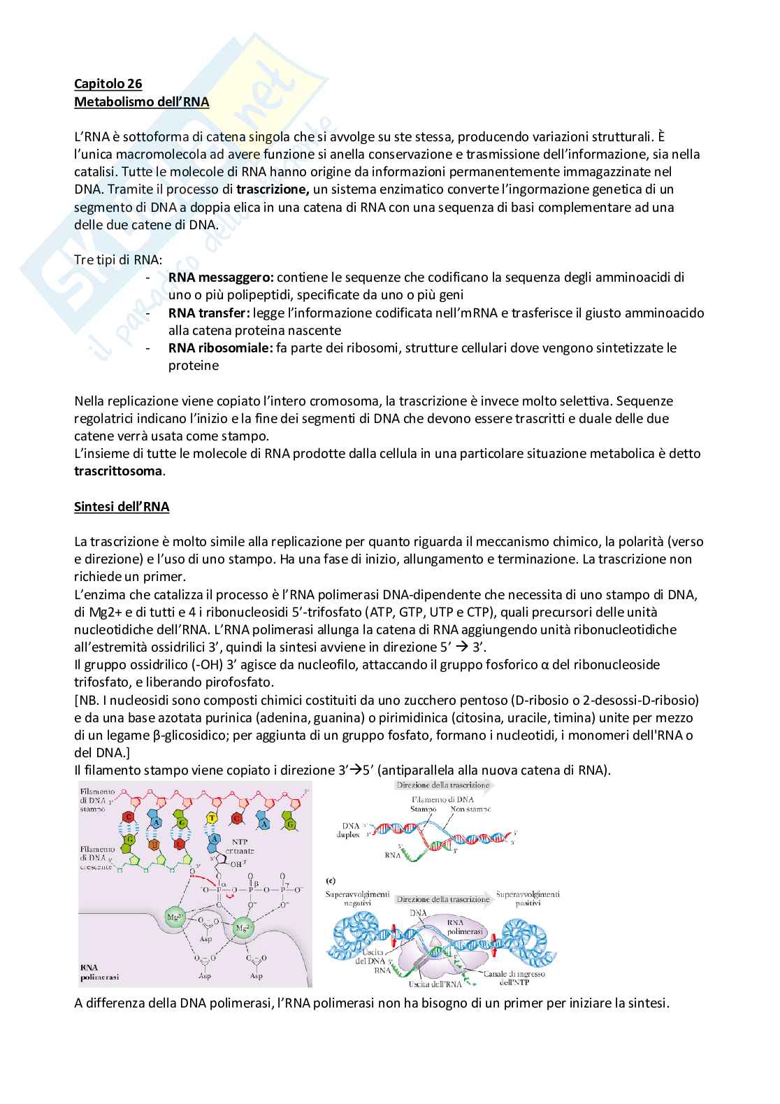 Appunti Biochimica Pag. 91