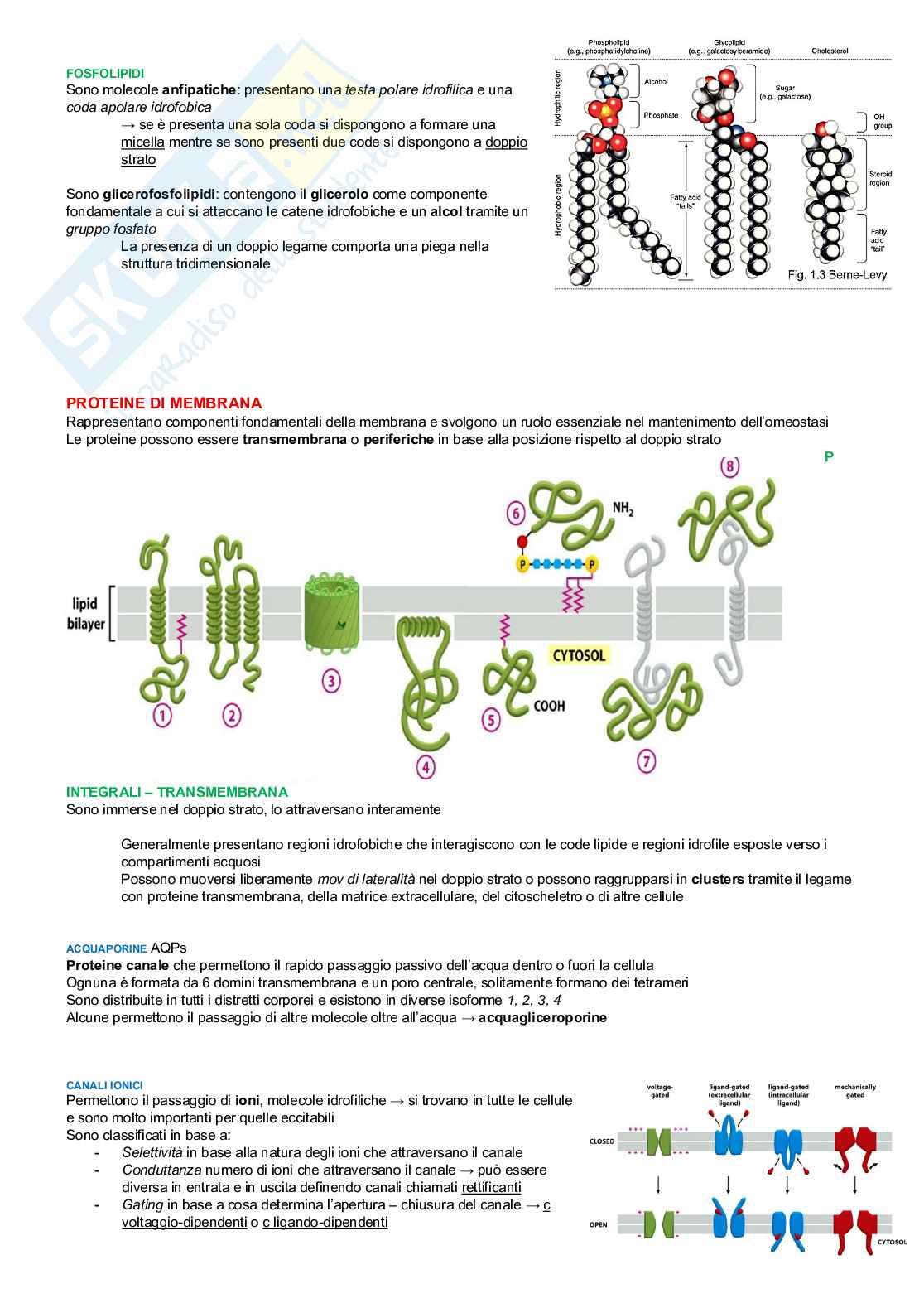 Neurofisiologia Pag. 2