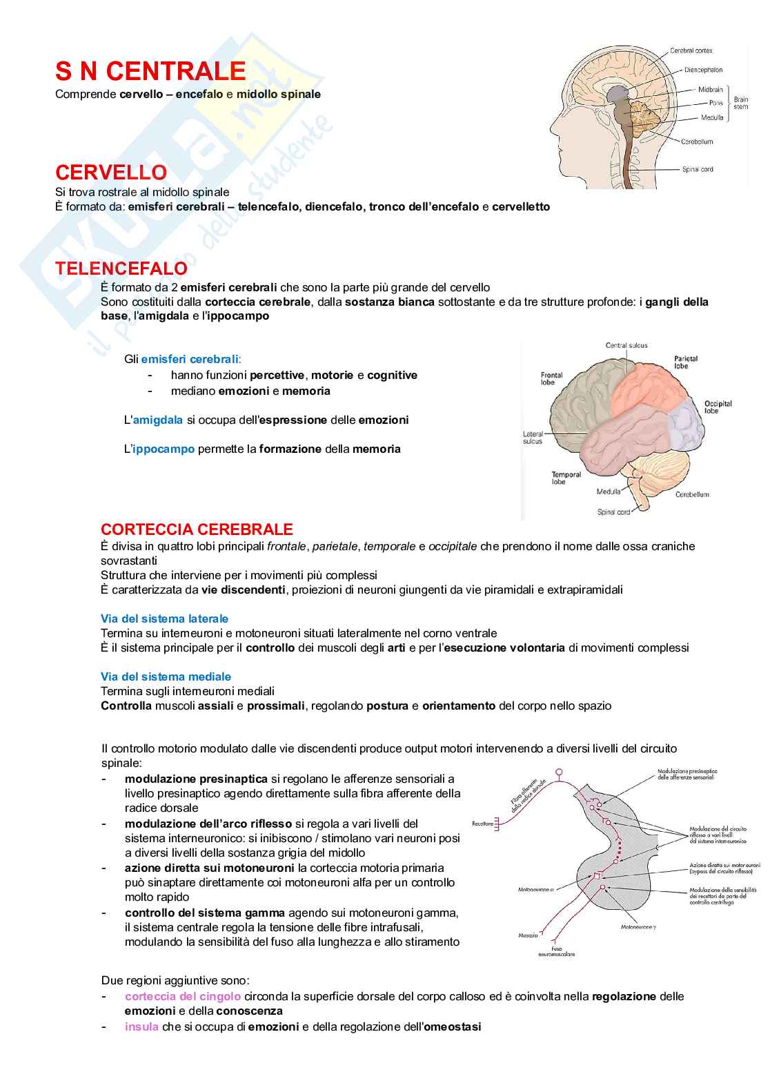 Neurofisiologia Pag. 21