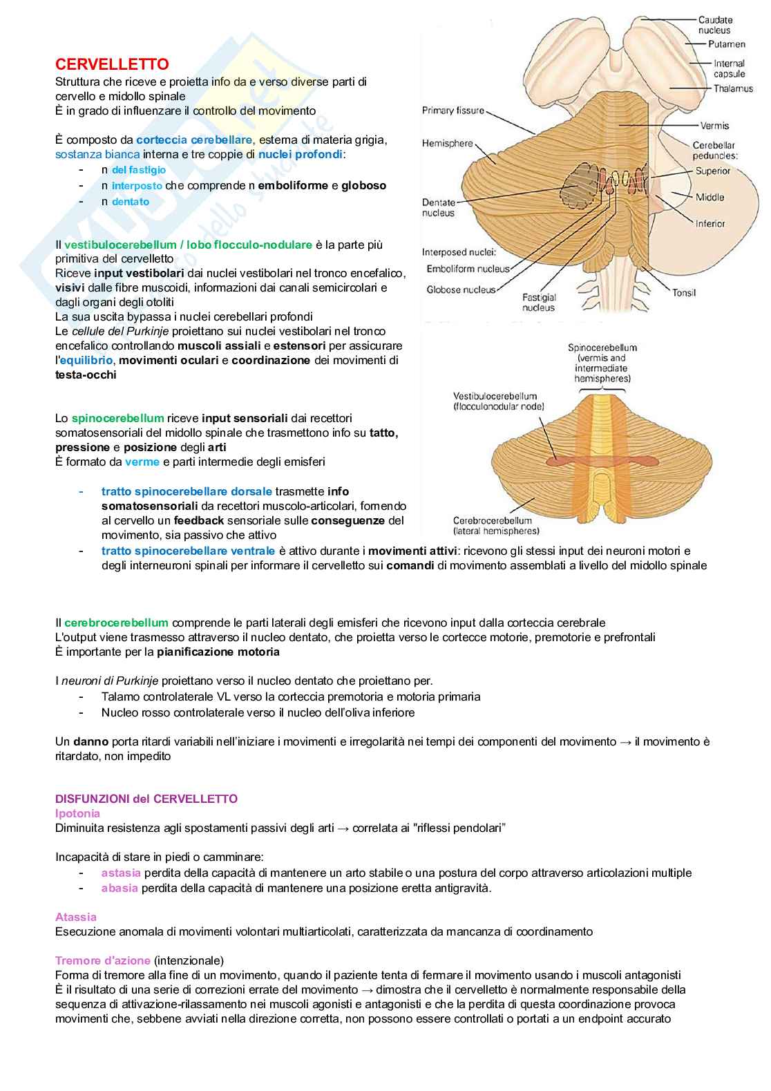 Neurofisiologia Pag. 26