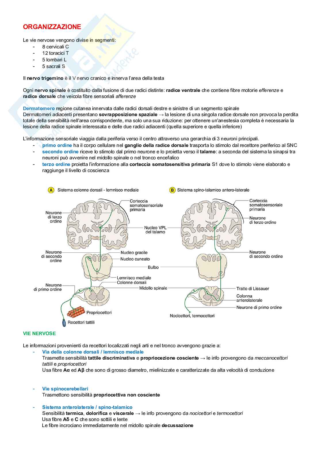 Neurofisiologia Pag. 36