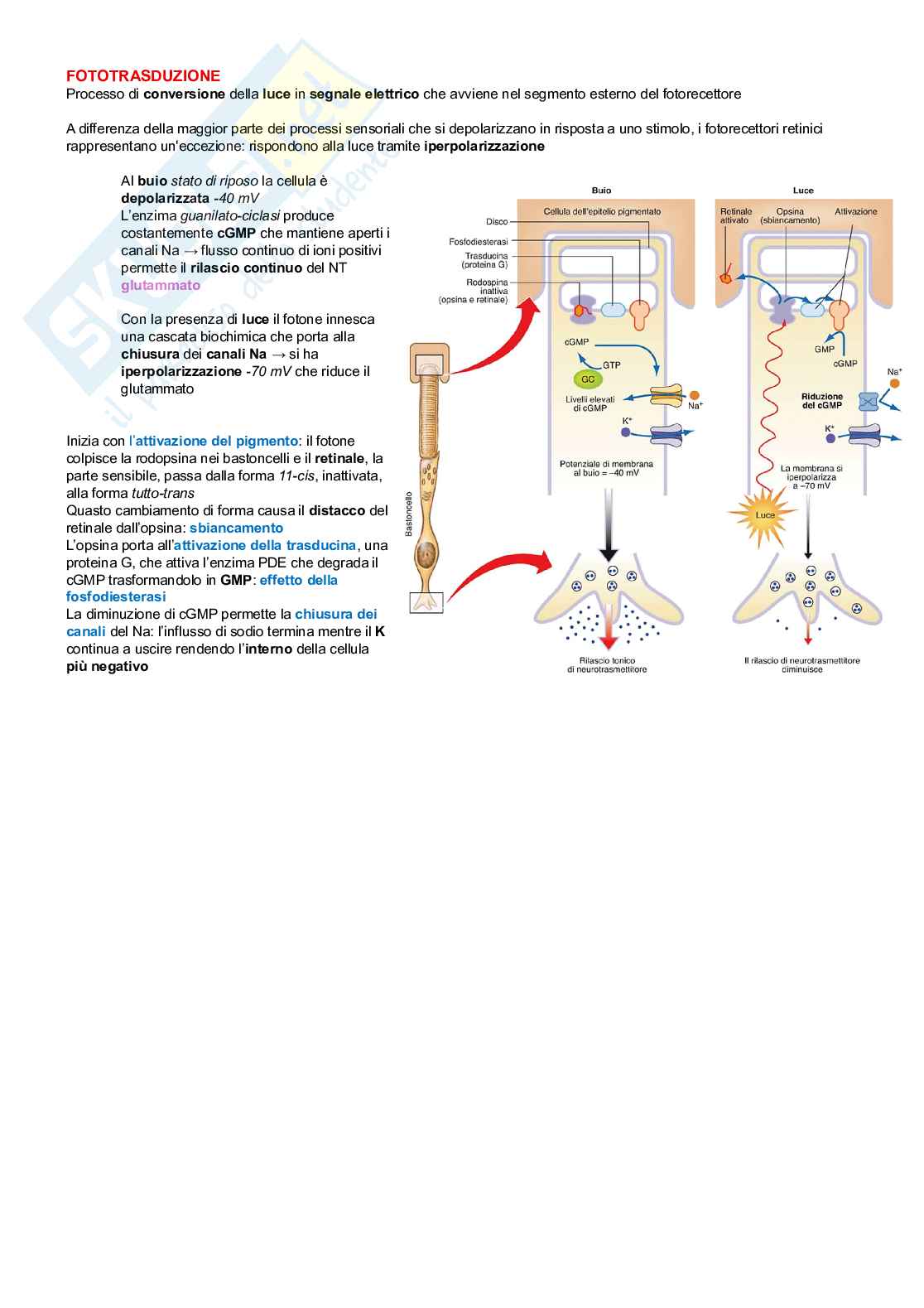 Neurofisiologia Pag. 41