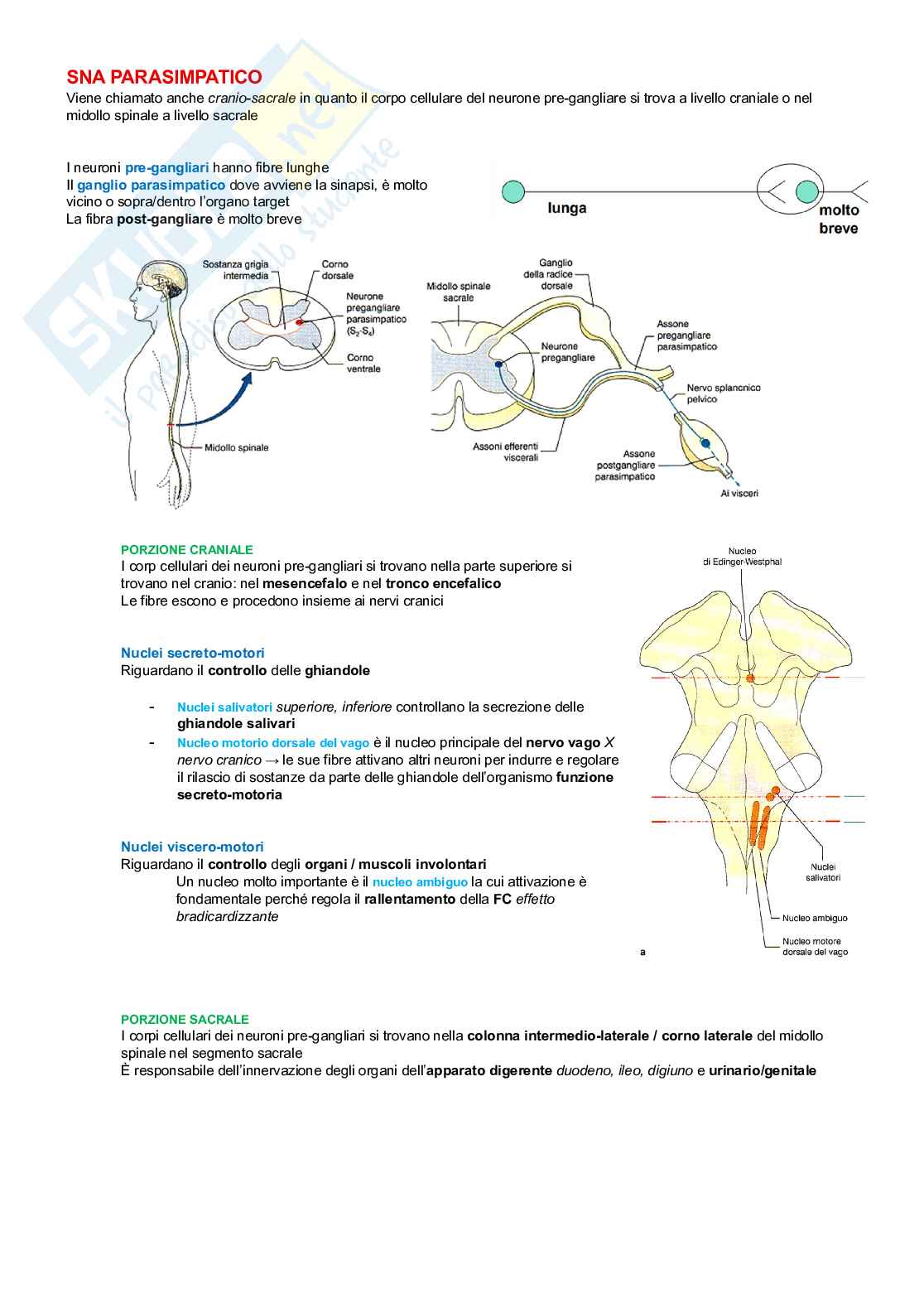 Neurofisiologia Pag. 51