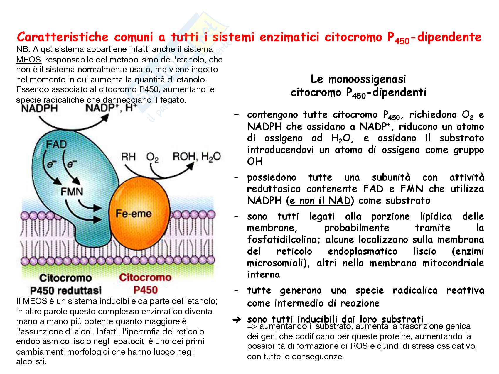 20 Sistemi enzimatici citocromo P450 dipendenti Pag. 6