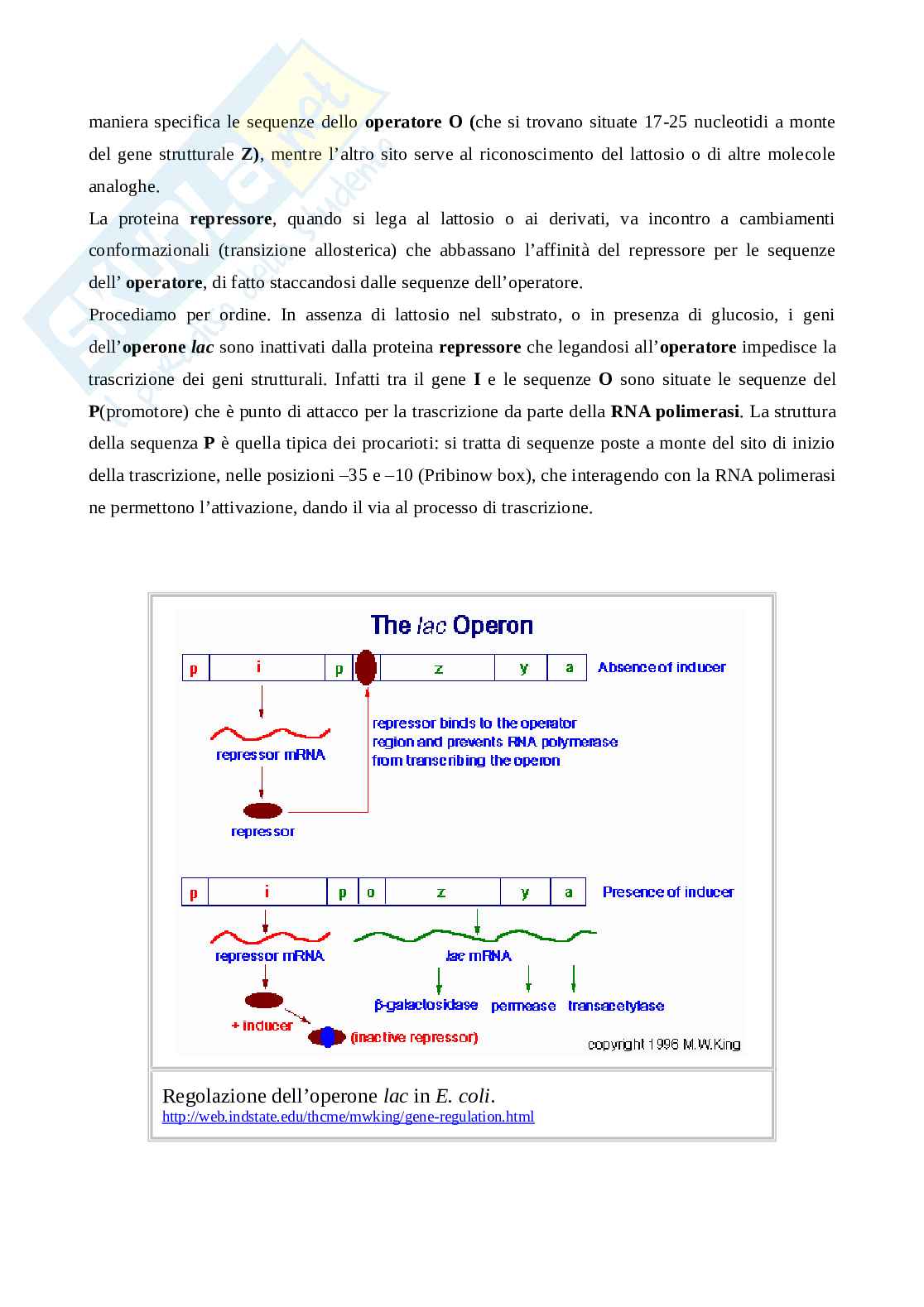  Modelli di controllo dell'espressione genica nei batteri   Pag. 2