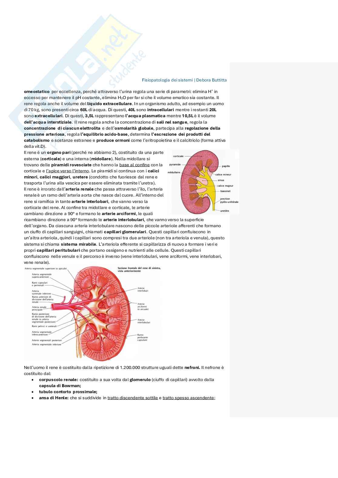 Appunti di Fisiopatologia dei sistemi Pag. 46