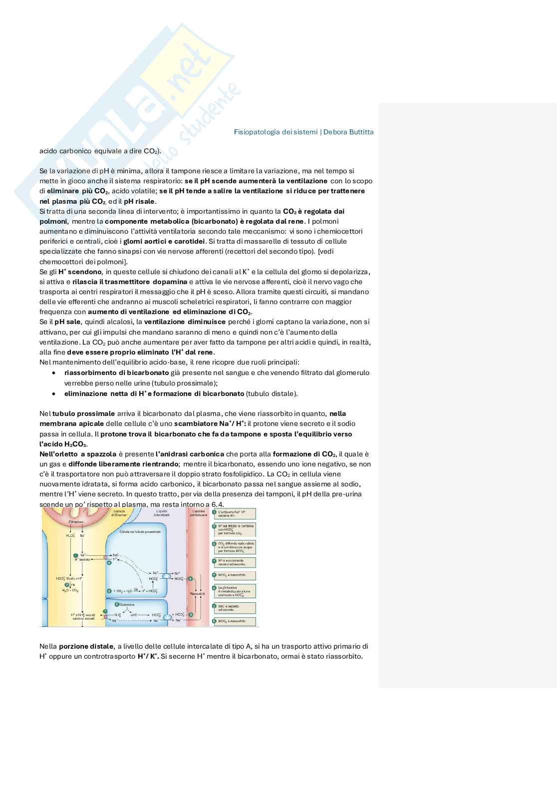 Appunti di Fisiopatologia dei sistemi Pag. 61