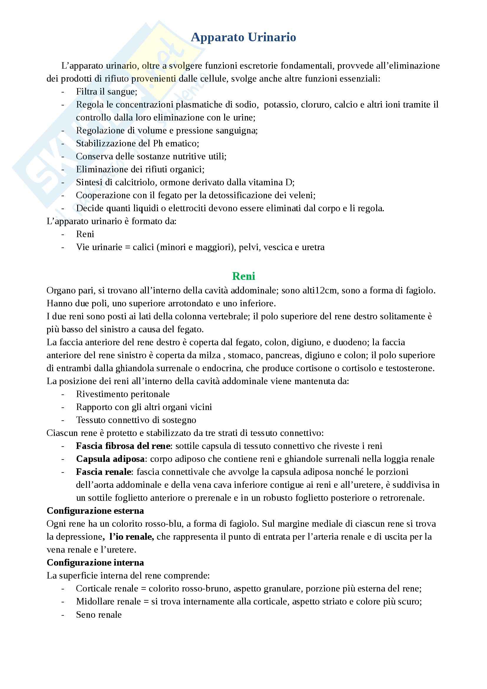 Riassunto esame Anatomia umana, prof. Ripani, sistema endocrino e urinario, libro consigliato Anatomia Umana, Martini, Timmons e Tallitsch Pag. 1
