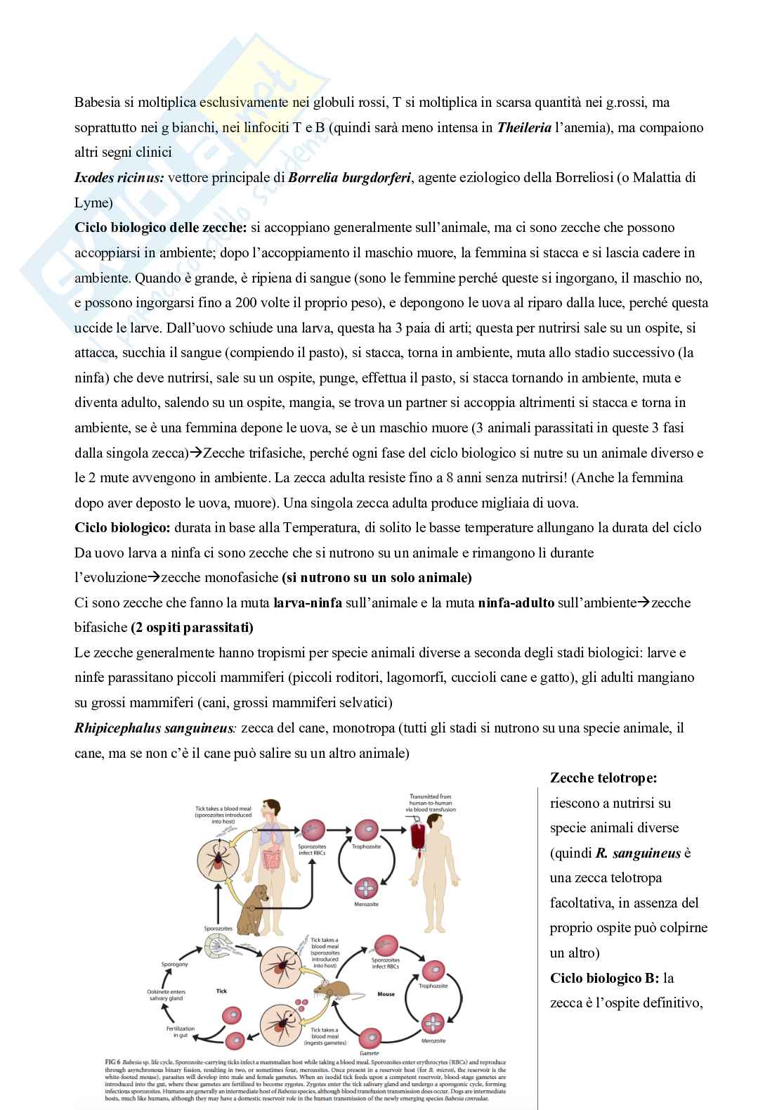 Parassitologia e malattie parassitarie Pag. 21