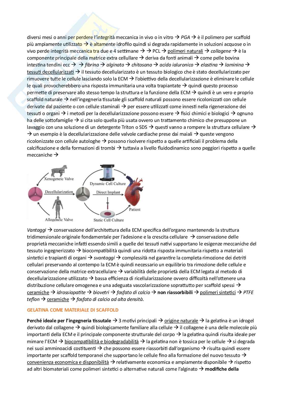 Appunti esame Ingegneria tissutale Pag. 21