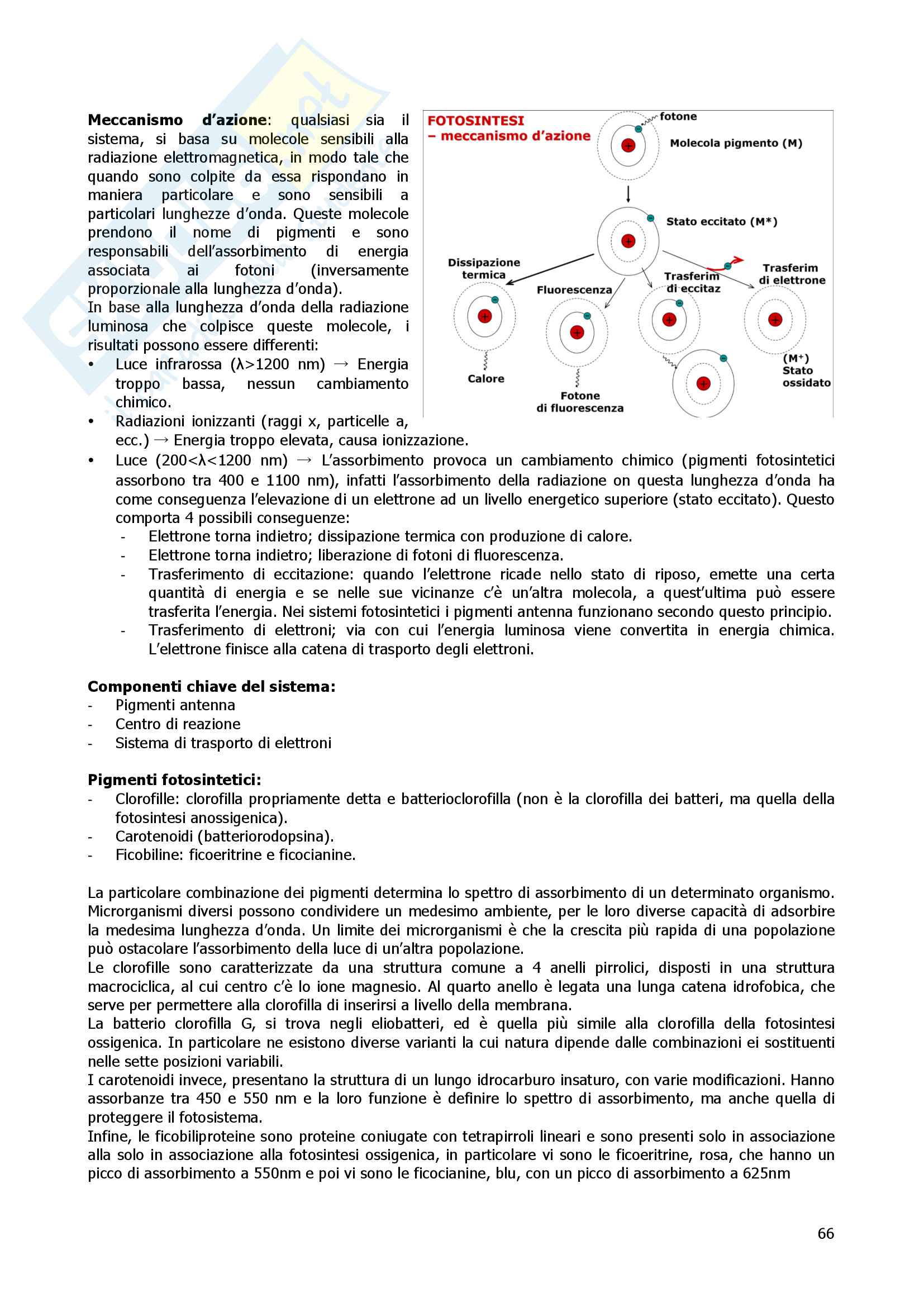 Microbiologia Pag. 66