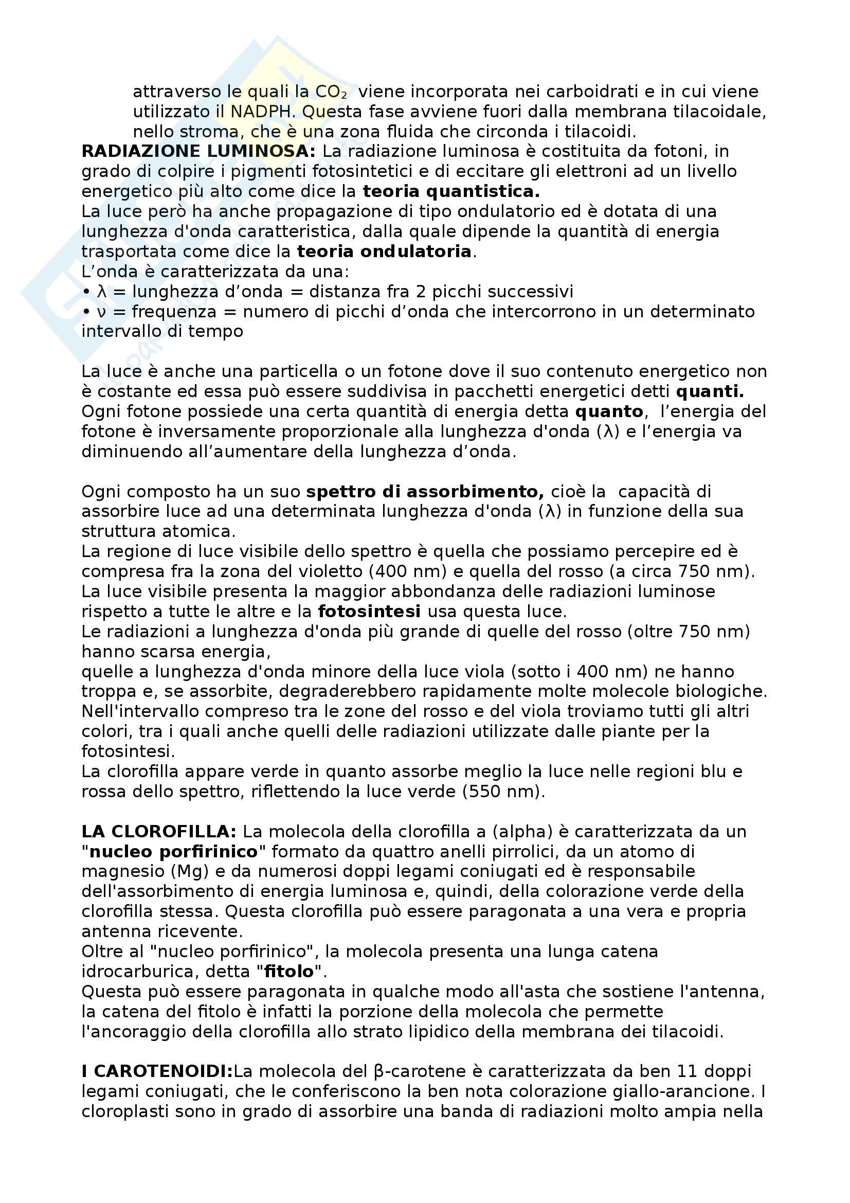 Riassunto esame Biochimica, prof. Attinà  Pag. 11