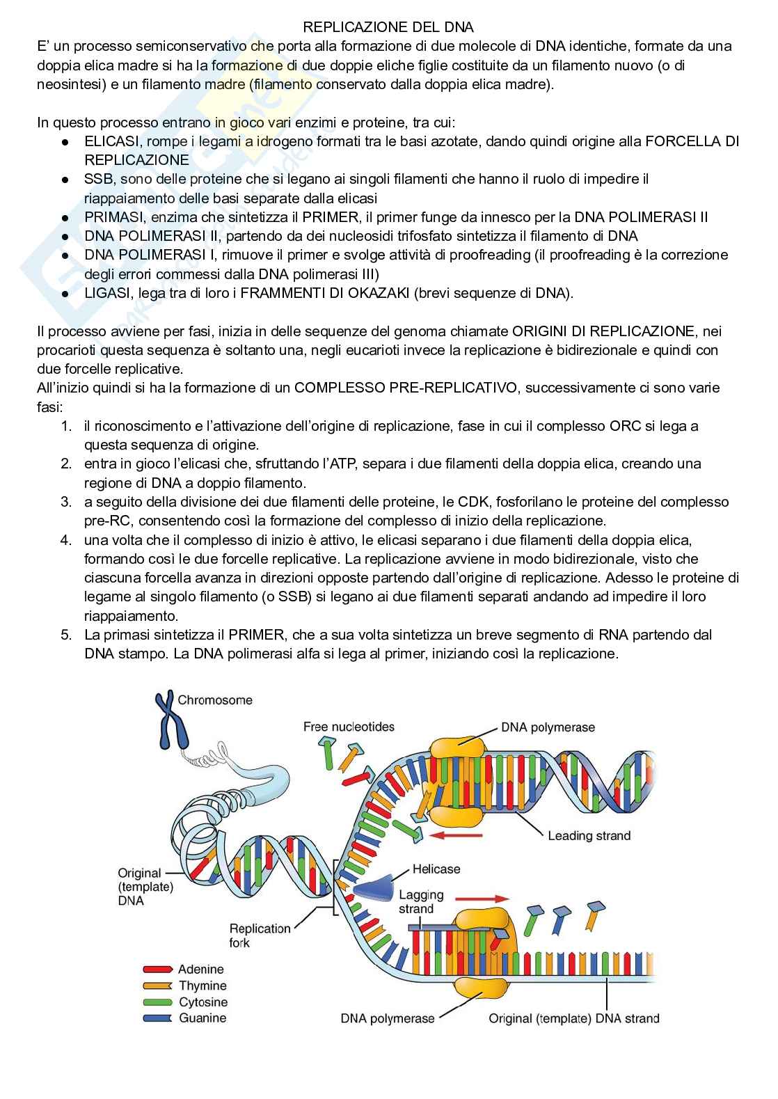 Replicazione del DNA, GTFs, traduzione e maturazione del DNA Pag. 1