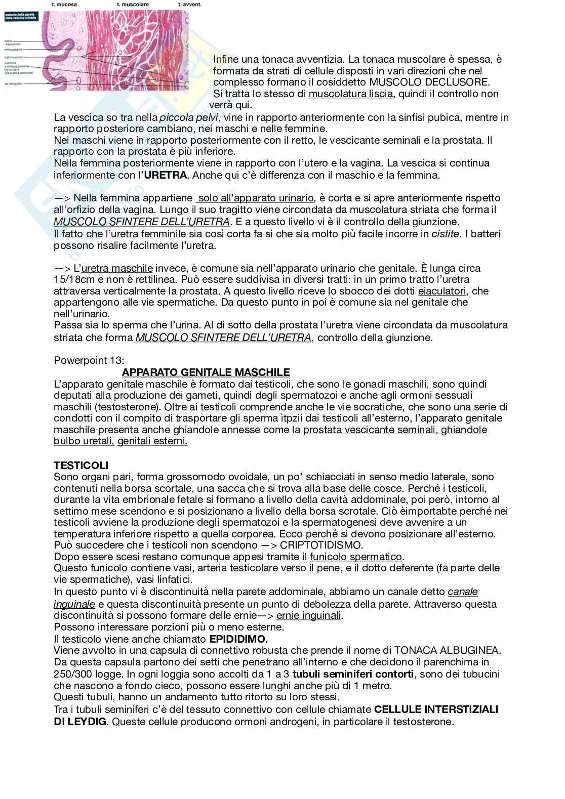 Apparato urinario + genitale maschile Pag. 6