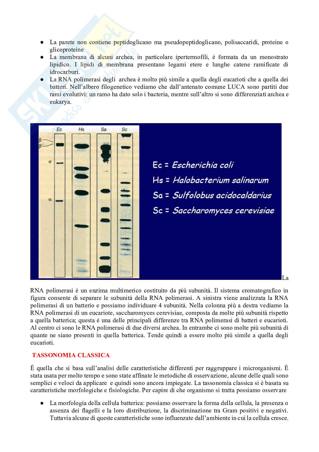 Microbiologia Pag. 11