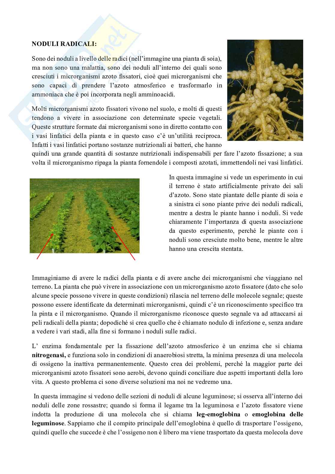 Microbiologia Pag. 2