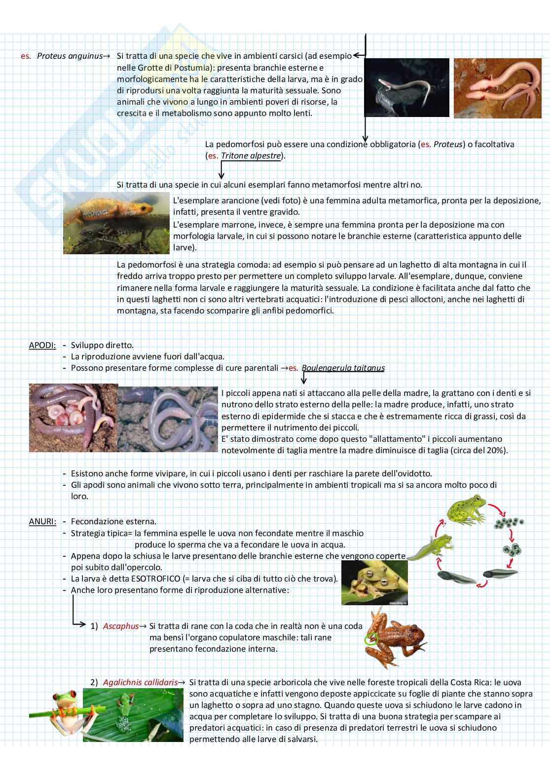 Zoologia dei vertebrati Pag. 31