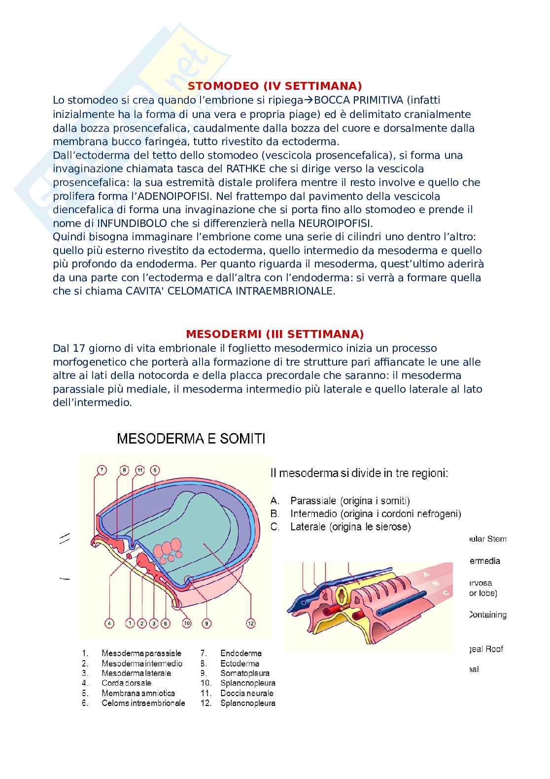 Embriologia Pag. 16