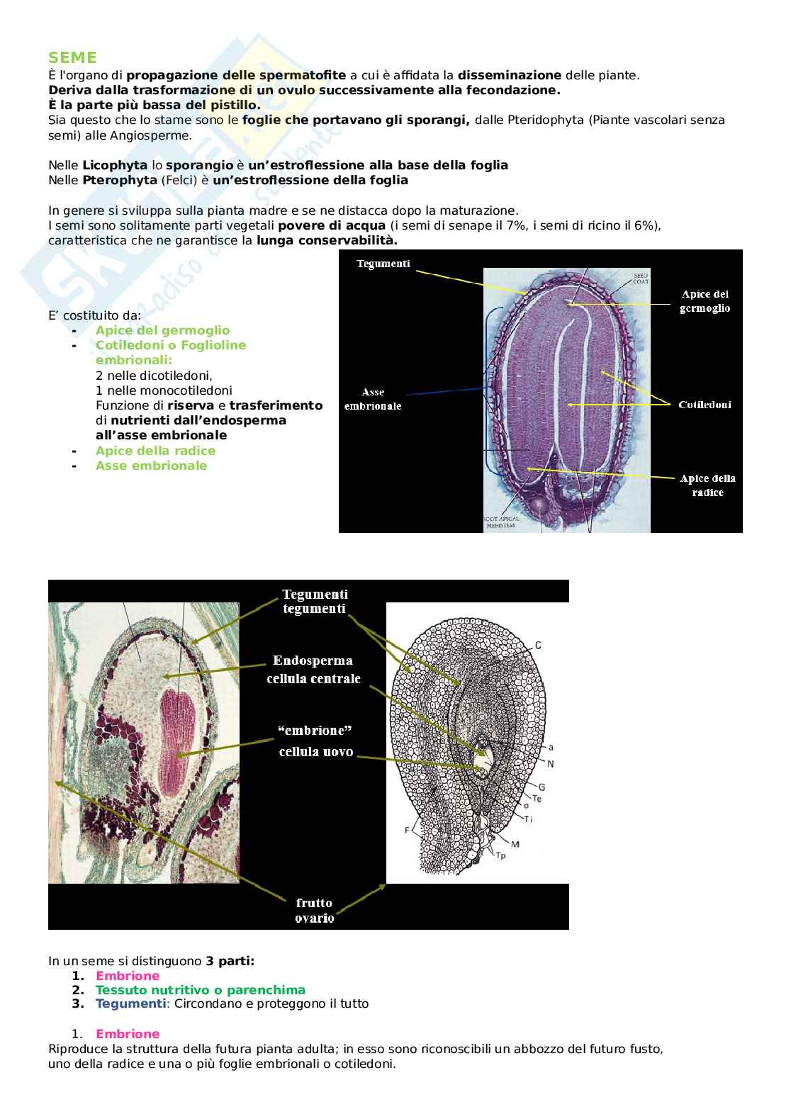 Biologia vegetale - Seme, dispersione fitocromo Pag. 1