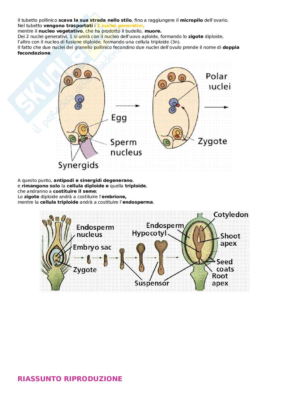 Biologia vegetale - Seme, dispersione fitocromo Pag. 11